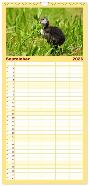Produktbild: Familienplaner 2026 - Nachwuchs in der Tierwelt mit 5 Spalten (Wandkalender, 21 x 45 cm) CALVENDO