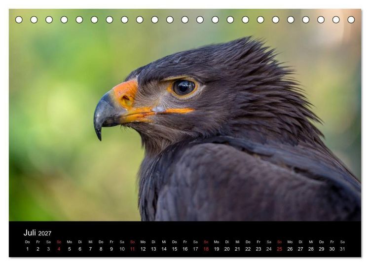 Produktbild: Sch&ouml;nheiten der L&uuml;fte - Greifv&ouml;gel (Tischkalender 2027 DIN A5 quer), CALVENDO Monatskalender
