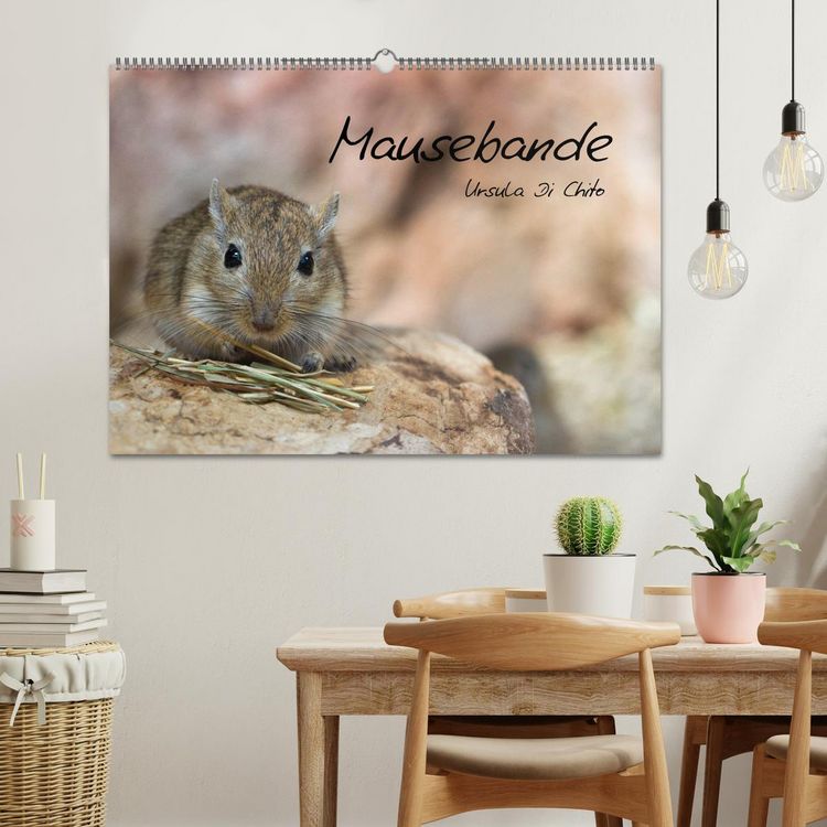 Produktbild: Mausebande (Wandkalender 2026 DIN A2 quer), CALVENDO Monatskalender