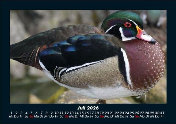 Produktbild: Enten 2026 Fotokalender DIN A5