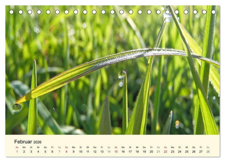 Produktbild: Kraftquelle Gr&uuml;n (Tischkalender 2026 DIN A5 quer), CALVENDO Monatskalender