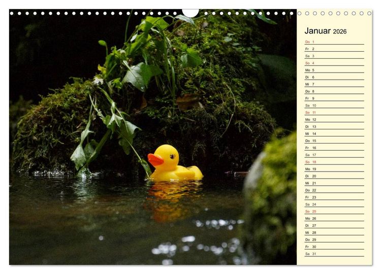 Produktbild: Enten-Rennen (Wandkalender 2026 DIN A3 quer), CALVENDO Monatskalender