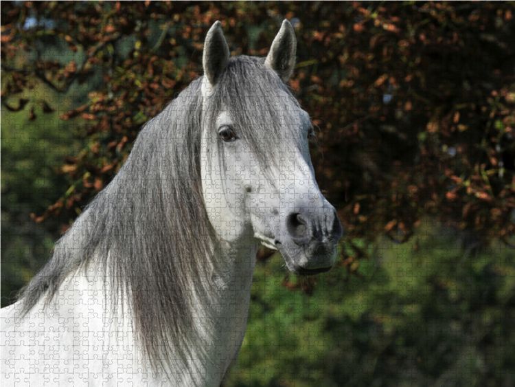 Produktbild: CALVENDO Puzzle Berber Raisulih el Hadi - F&uuml;rstliche Hofreitschule B&uuml;ckeburg | 1000 Teile Lege-Gr&ouml;&szlig;e 64x48cm Foto-Puzzle f&uuml;r gl&uuml;ckliche Stunden
