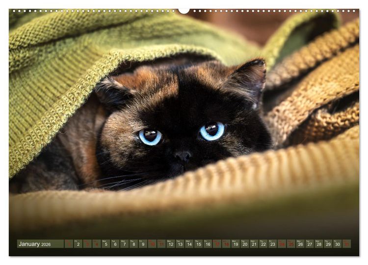 Produktbild: Rare British Shorthair cats (High Quality Premium Wall Calendar 2026 DIN A2 landscape),CALVENDO 12 Month Wall Calendar