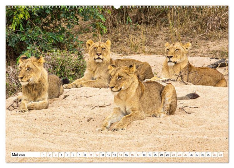 Produktbild: S&uuml;dafrikas wilde Katzen (hochwertiger Premium Wandkalender 2026 DIN A2 quer), Kunstdruck in Hochglanz