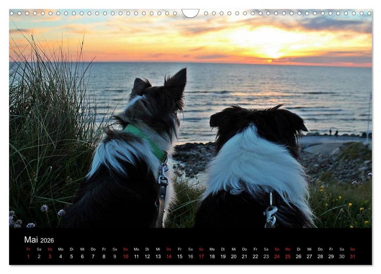 Produktbild: Border Collies machen Urlaub in D&auml;nemark (Wandkalender 2026 DIN A3 quer), CALVENDO Monatskalender