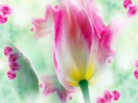 Produktbild: CALVENDO Puzzle Ein Motiv aus dem Kalender Tulpenphantasie | 1000 Teile Lege-Gr&ouml;&szlig;e 64x48cm Foto-Puzzle f&uuml;r gl&uuml;ckliche Stunden