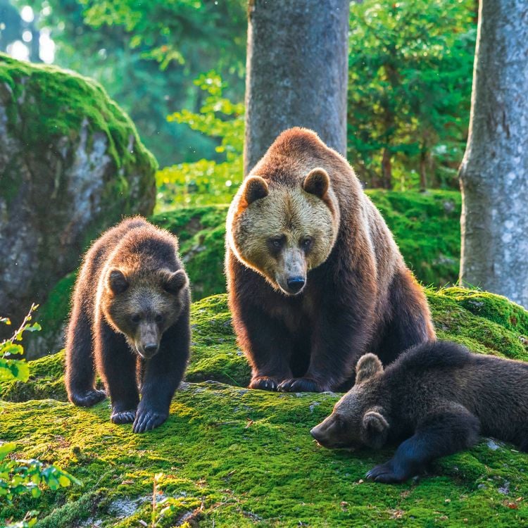 Produktbild: Bears 2027