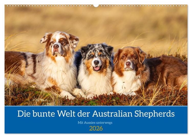 Produktbild: Mit Aussies unterwegs - Die bunte Welt der Australian Shepherds (Wandkalender 2026 DIN A2 quer), CALVENDO Monatskalender
