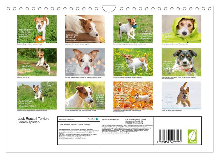 Produktbild: Jack Russell Terrier: Komm spielen (Wandkalender 2026 DIN A4 quer), CALVENDO Monatskalender