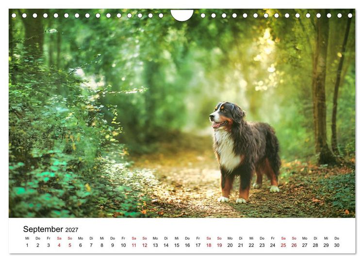 Produktbild: Stolz und Sanftmut - Berner Sennenhunde (Wandkalender 2027 DIN A4 quer), CALVENDO Monatskalender