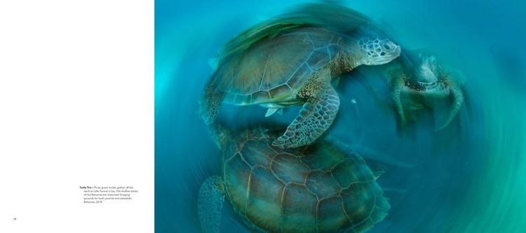 Produktbild: Wild Seas