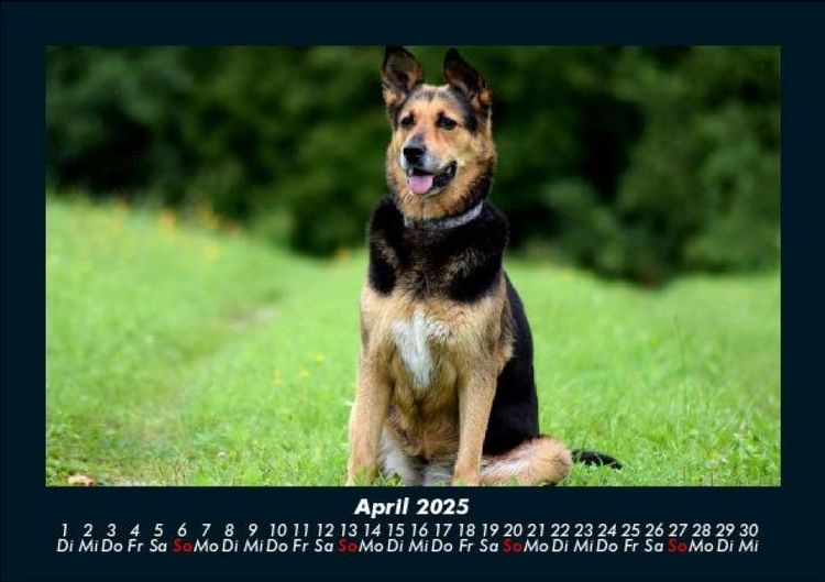 Produktbild: Der Hundekalender 2025 Fotokalender DIN A5