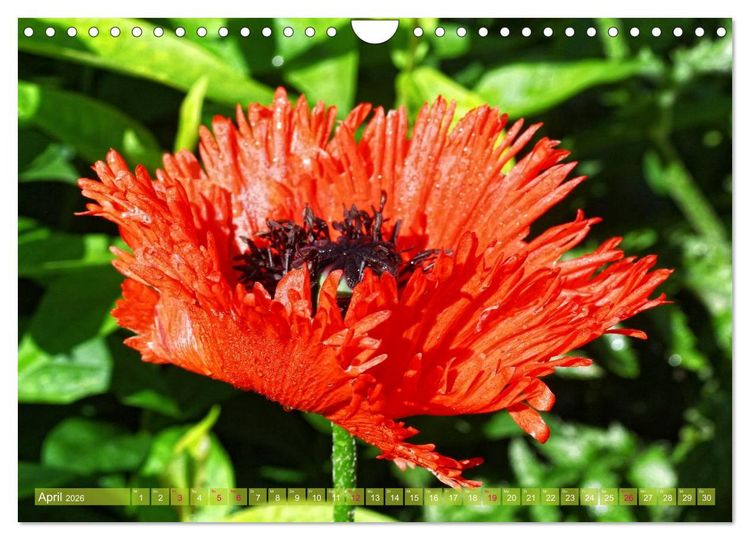 Produktbild: Mohn Tage (Wandkalender 2026 DIN A4 quer), CALVENDO Monatskalender