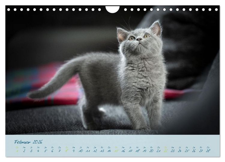 Produktbild: Ein kleiner Kater entdeckt die Welt! (Wandkalender 2026 DIN A4 quer), CALVENDO Monatskalender