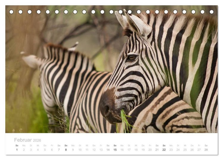 Produktbild: Tierische Gl&uuml;cksmomente mit Weisheiten (Tischkalender 2026 DIN A5 quer), CALVENDO Monatskalender