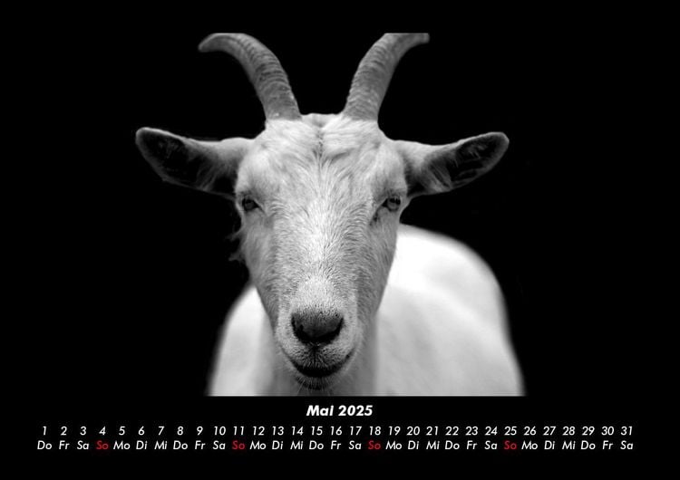 Produktbild: Tiere auf dem Bauernhof 2025 Fotokalender DIN A3