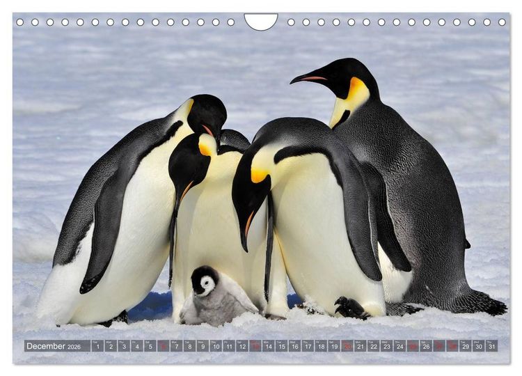 Produktbild: Penguins Unique and amazing birds (Wall Calendar 2026 DIN A4 landscape), CALVENDO 12 Month Wall Calendar