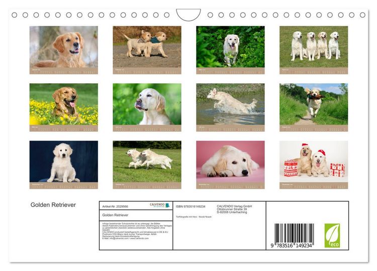 Produktbild: Golden Retriever (Wandkalender 2026 DIN A4 quer), CALVENDO Monatskalender