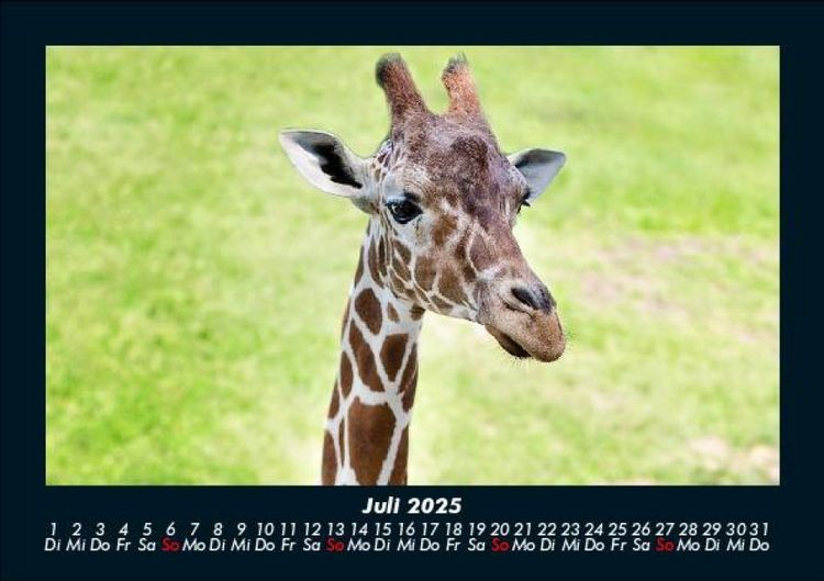 Produktbild: Giraffen 2025 Fotokalender DIN A5