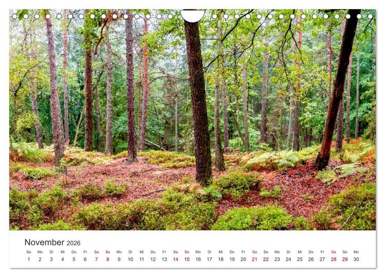 Produktbild: DEUTSCHLAND, S&auml;chsische Schweiz Nationalpark, M&auml;rchenwald (Wandkalender 2026 DIN A4 quer), CALVENDO Monatskalender