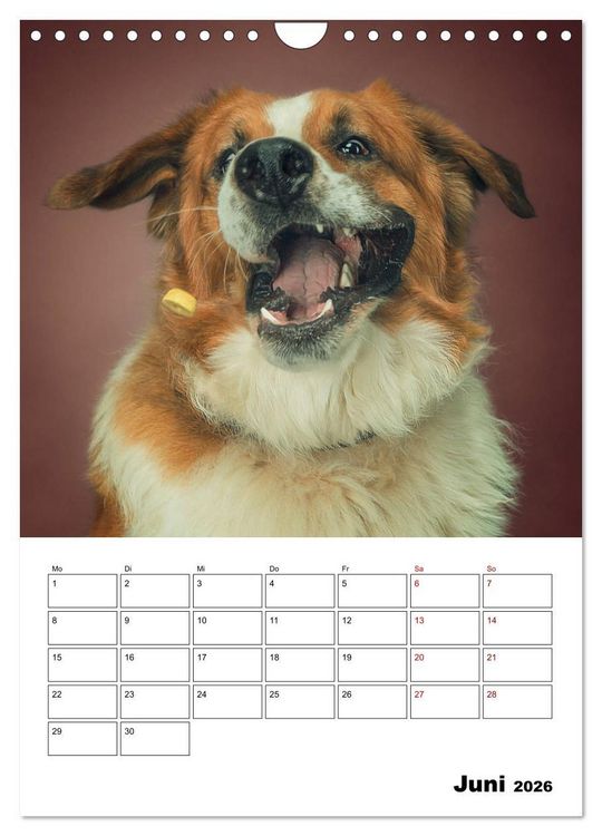 Produktbild: Fang das Leckerli (Wandkalender 2026 DIN A4 hoch), CALVENDO Monatskalender