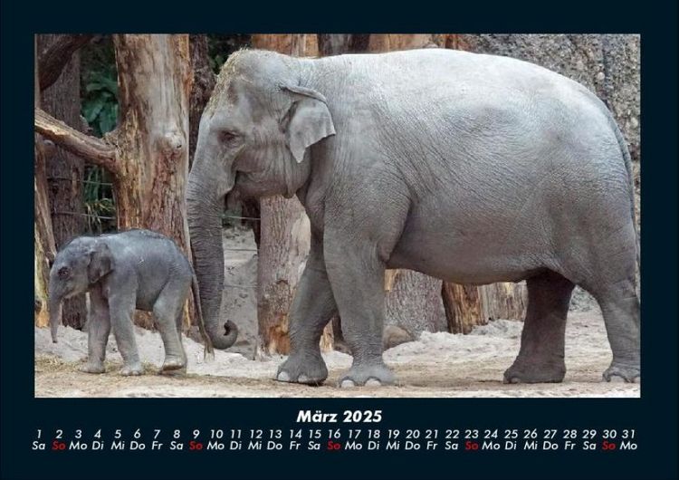 Produktbild: Elefanten - Die sanften Riesen Afrikas 2025 Fotokalender DIN A4