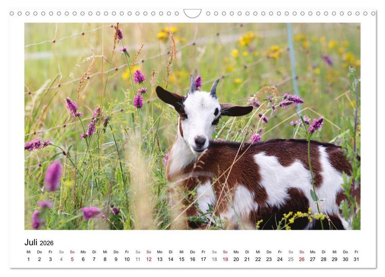 Produktbild: Bauernhoftiere hautnah (Wandkalender 2026 DIN A3 quer), CALVENDO Monatskalender