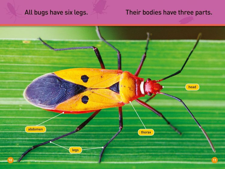Produktbild: Bugs! (National Geographic Kids Readers, Pre-Reader)