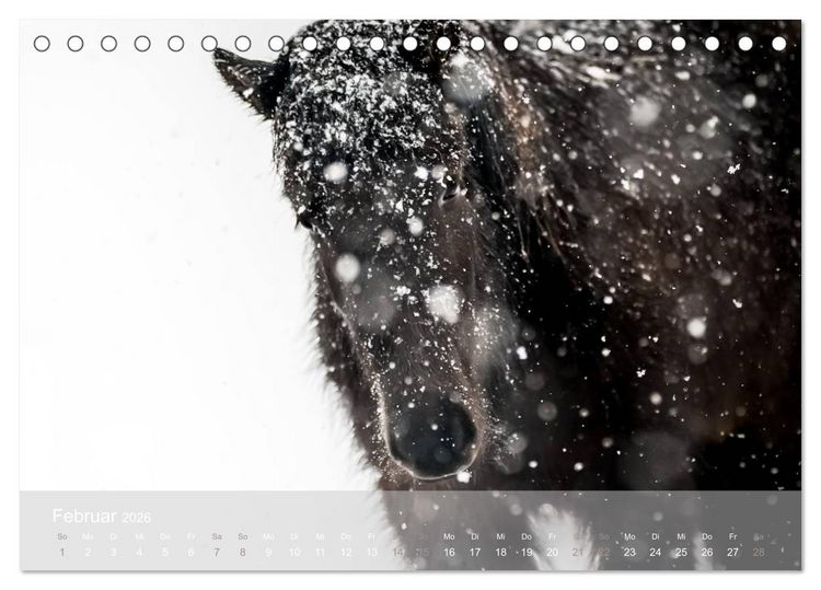 Produktbild: Islandpferde - Stolz und Stark durch Sommer und Winter (Tischkalender 2026 DIN A5 quer), CALVENDO Monatskalender