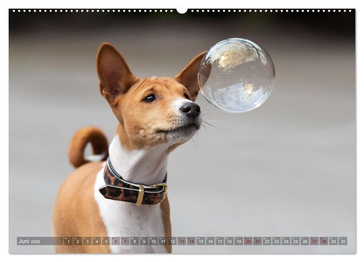 Produktbild: Basenji-Sch&ouml;nheiten (hochwertiger Premium Wandkalender 2026 DIN A2 quer), Kunstdruck in Hochglanz