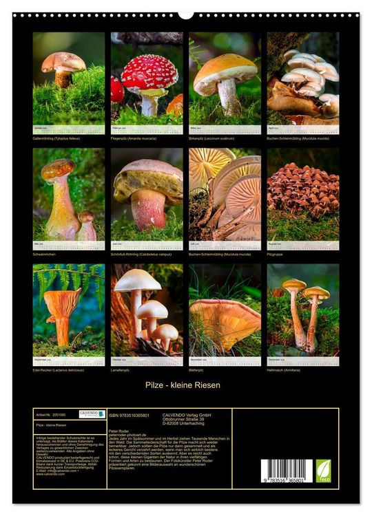 Produktbild: Pilze - kleine Riesen (Wandkalender 2026 DIN A2 hoch), CALVENDO Monatskalender