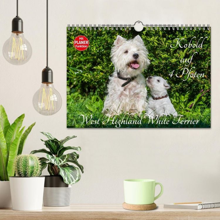 Produktbild: Kobold auf 4 Pfoten - West Highland White Terrier (Wandkalender 2026 DIN A4 quer), CALVENDO Monatskalender