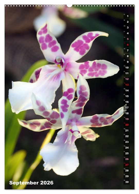 Produktbild: Freude an Orchideen (hochwertiger Premium Wandkalender 2026 DIN A2 hoch), Kunstdruck in Hochglanz