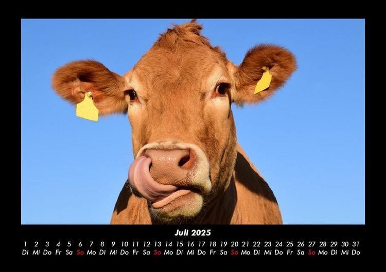Produktbild: Kuhkalender 2025 Fotokalender DIN A3