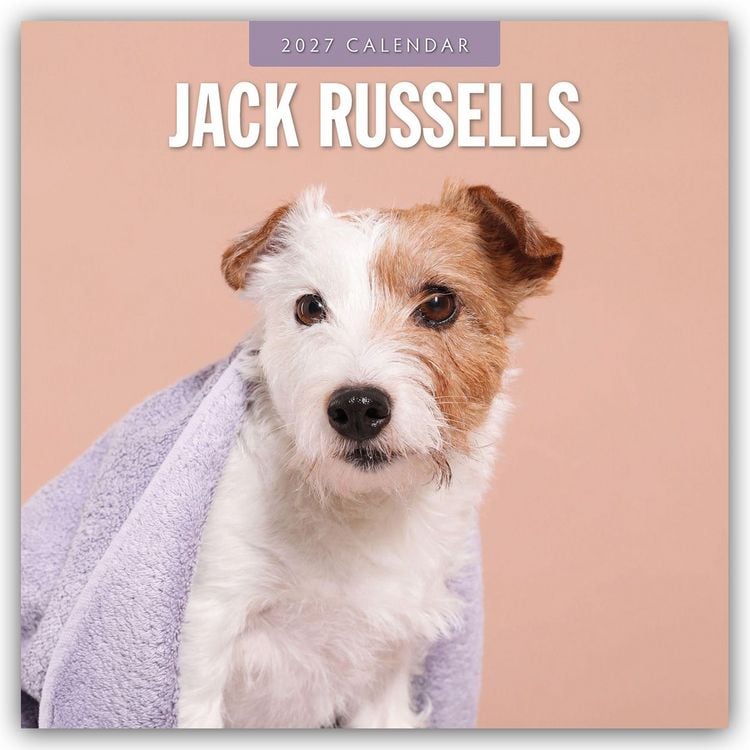 Produktbild: Jack Russells &ndash; Jack Russell Terrier 2027 &ndash; 16-Monatskalender