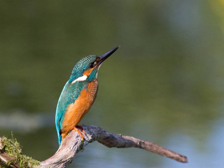 Produktbild: CALVENDO Puzzle Eisvogel auf der Sitzwarte | 1000 Teile Lege-Gr&ouml;&szlig;e 64x48cm Foto-Puzzle f&uuml;r gl&uuml;ckliche Stunden
