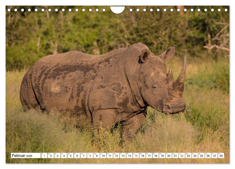 Produktbild: Wunderwelt der Tiere - S&uuml;dafrika (Wandkalender 2026 DIN A4 quer), CALVENDO Monatskalender