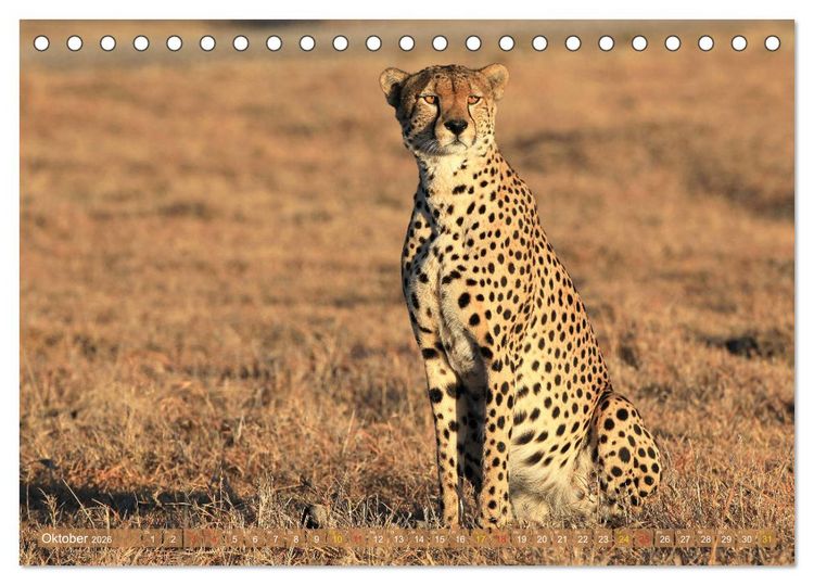 Produktbild: Geparden - Begegnungen in Afrika (Tischkalender 2026 DIN A5 quer), CALVENDO Monatskalender