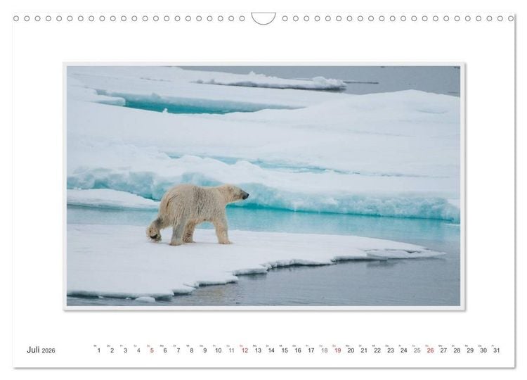 Produktbild: Emotionale Momente: Der Eisb&auml;r. (Wandkalender 2026 DIN A3 quer), CALVENDO Monatskalender