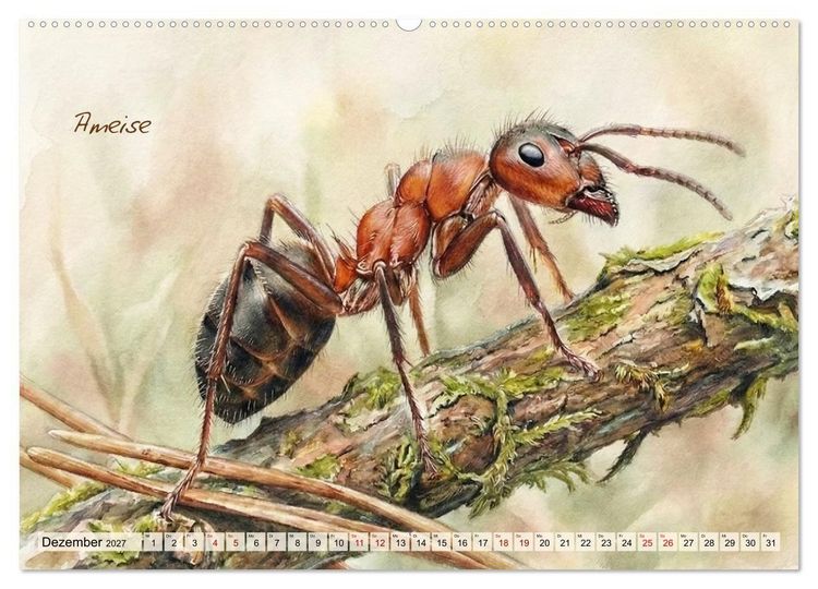 Produktbild: Kleine Wunder in Aquarell - Heimische Insekten kunstvoll illustriert (hochwertiger Premium Wandkalender 2027 DIN A2 quer), Kunstdruck in Hochglanz