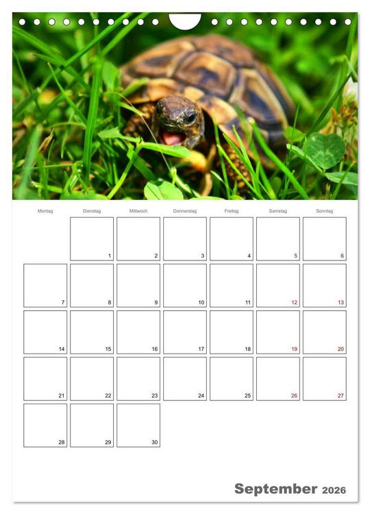 Produktbild: Langsame Schildkr&ouml;ten (Wandkalender 2026 DIN A4 hoch), CALVENDO Monatskalender