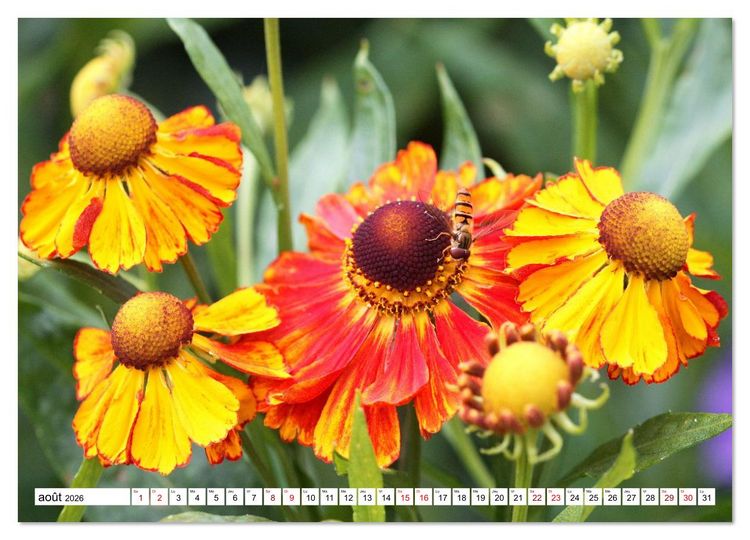 Produktbild: Au royaume des fleurs (Calendrier mural 2026 DIN A2 vertical), CALVENDO calendrier mensuel