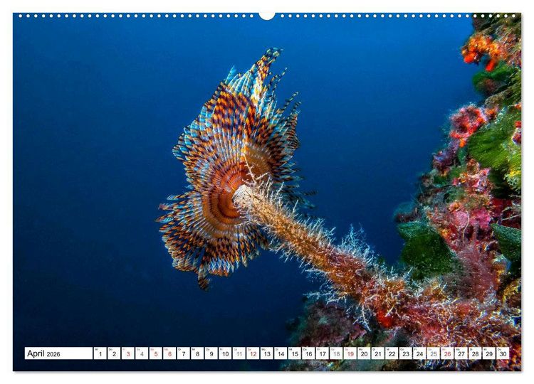 Produktbild: Tauchen im Mittelmeer (hochwertiger Premium Wandkalender 2026 DIN A2 quer), Kunstdruck in Hochglanz