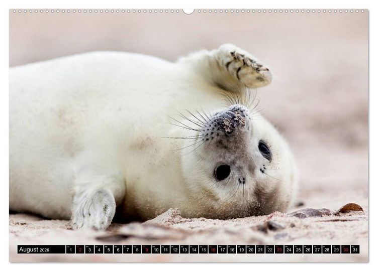 Produktbild: Robbenbabys (hochwertiger Premium Wandkalender 2026 DIN A2 quer), Kunstdruck in Hochglanz