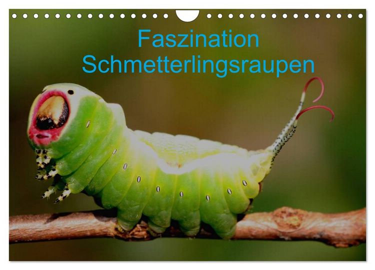 Produktbild: Faszination Schmetterlingsraupen (Wandkalender 2026 DIN A4 quer), CALVENDO Monatskalender