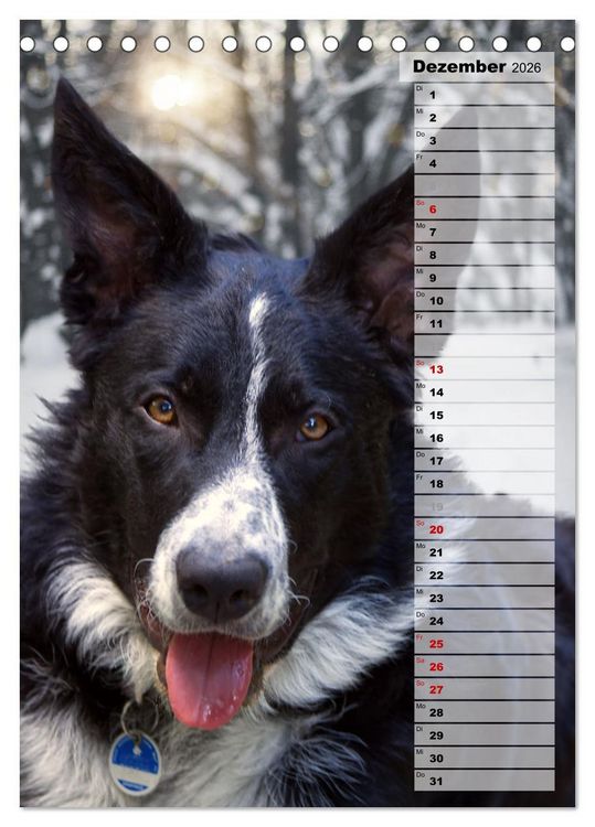 Produktbild: Mein Border Collie (Tischkalender 2026 DIN A5 hoch), CALVENDO Monatskalender