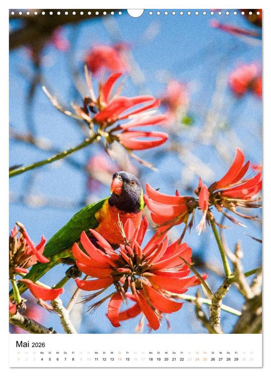 Produktbild: australian animals (Wandkalender 2026 DIN A3 hoch), CALVENDO Monatskalender
