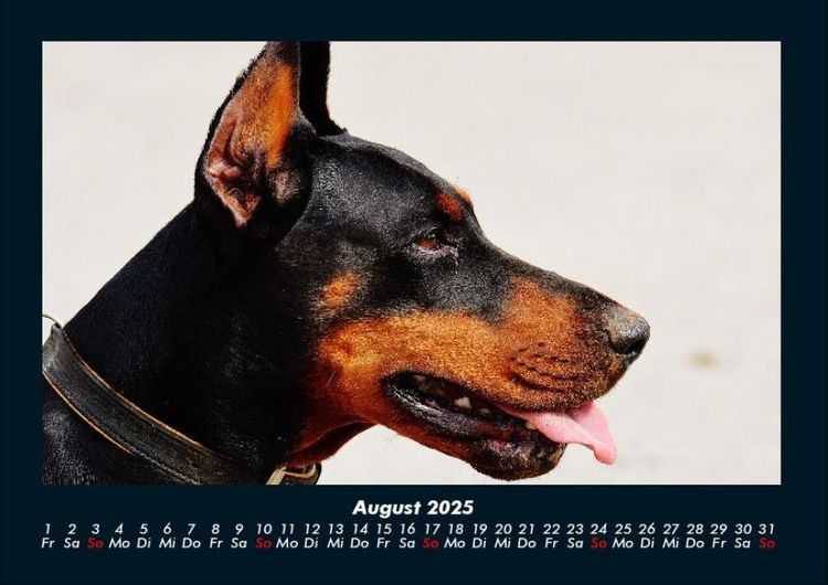Produktbild: Hundezauber 2025 Fotokalender DIN A4
