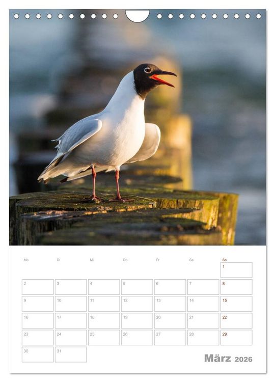 Produktbild: M&ouml;wen - die V&ouml;gel der K&uuml;ste (Wandkalender 2026 DIN A4 hoch), CALVENDO Monatskalender